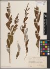 Foto von Salix excelsa S. G. Gmel.